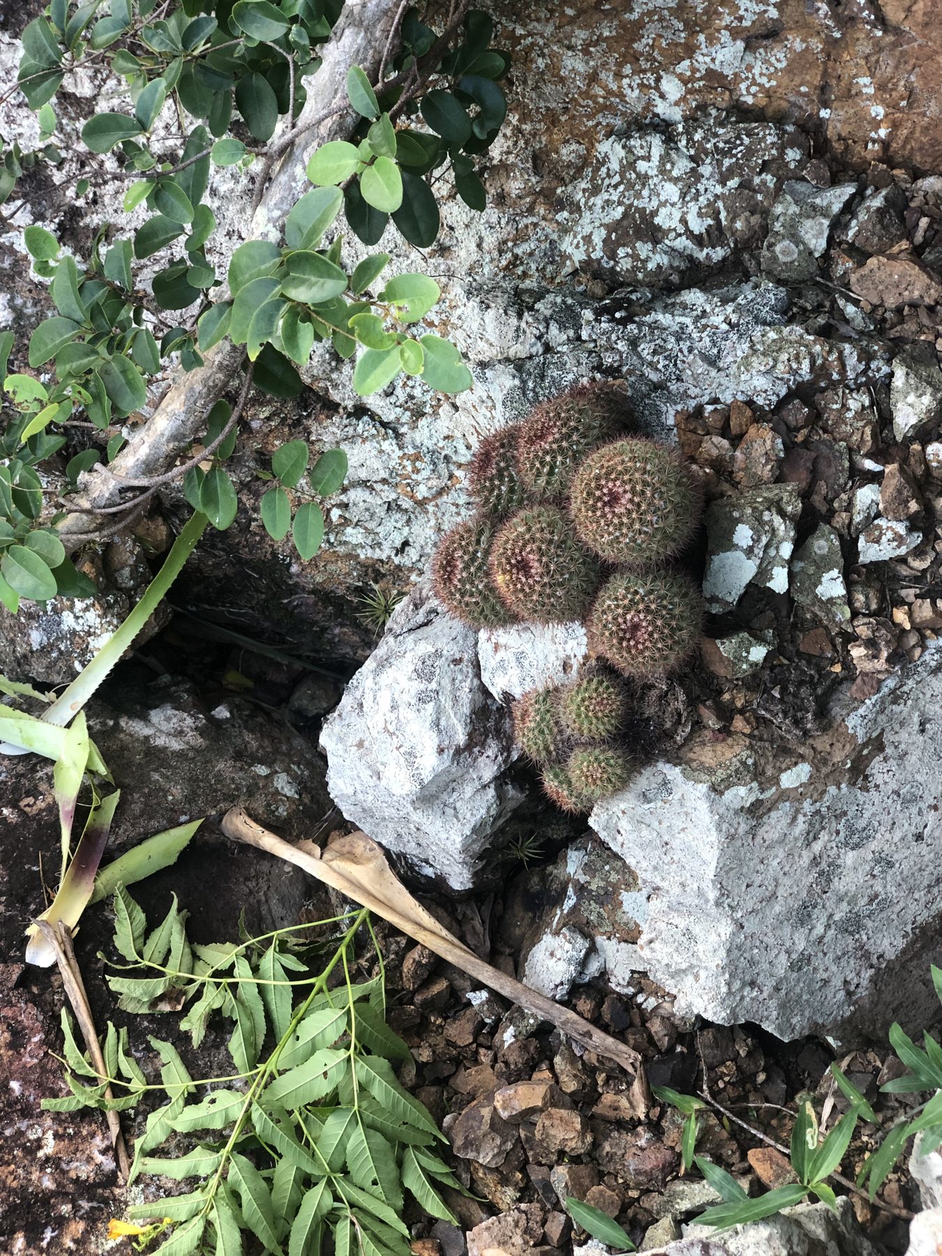 Pincushion cacti growing on volcanic rock